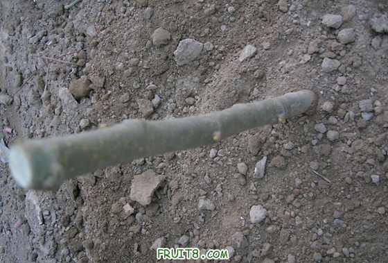 DSCN4418_С.JPG