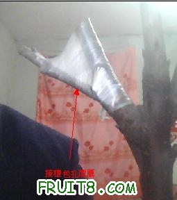 ӣҼ޽4.jpg
