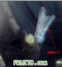 ӣҼ޽7.jpg