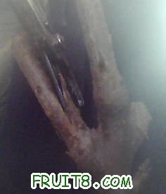 ӣҼ޽8.jpg