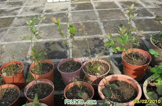 ���ڵļ�����