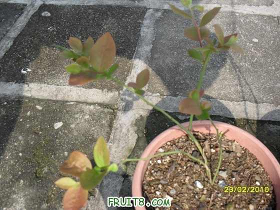 ������С�磬���Ļ��а�