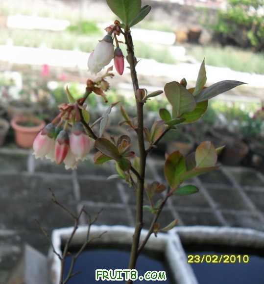 �����С��