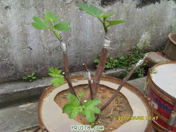 ������С SI854331.jpg