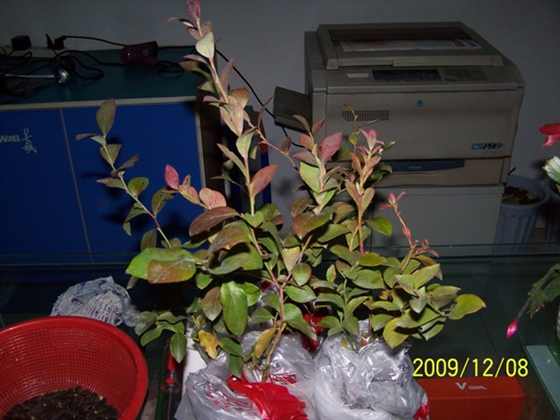 100_7425a.JPG