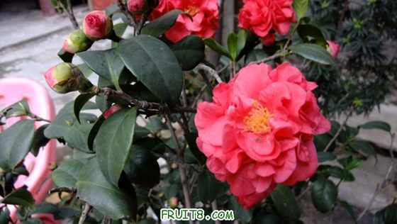 DSCF0418.JPG