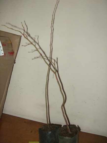 DSCF9363_С.JPG