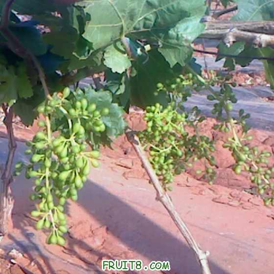 IMG1425A.jpg