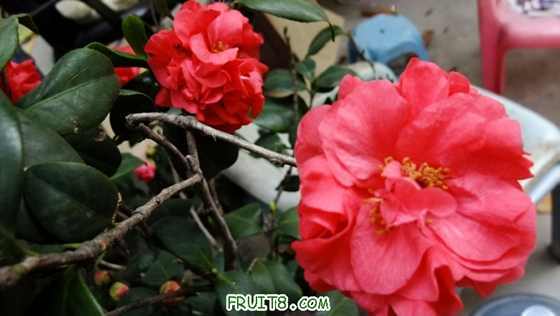 DSCF0465.JPG