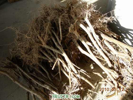 DSCN6767.JPG