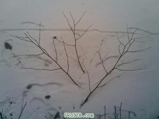 20100314(005).jpg