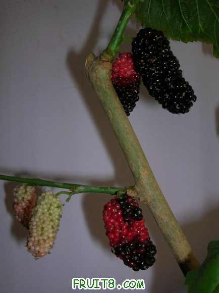DSCN4631.JPG