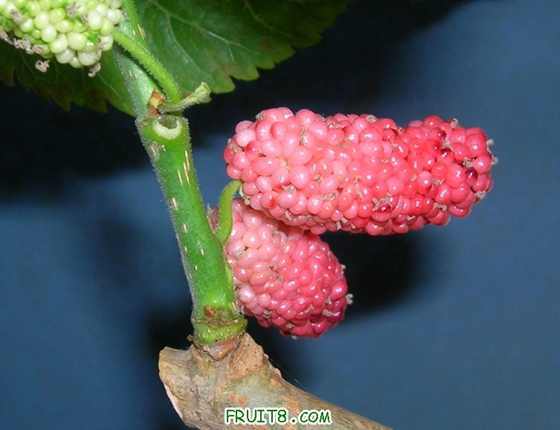 dscn4542.jpg