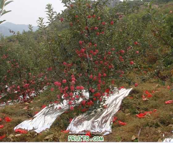 �Ĵ��ν����ͼ