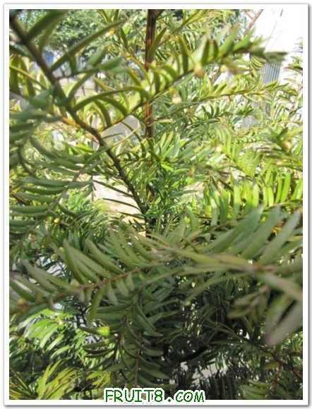 IMG_0090 (С��).JPG