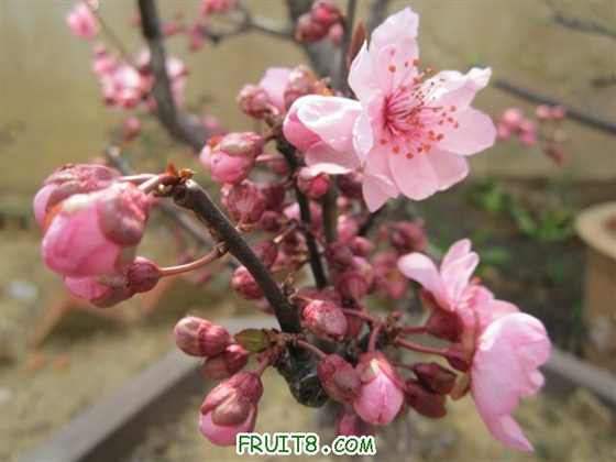 IMG_0091 (С��).JPG