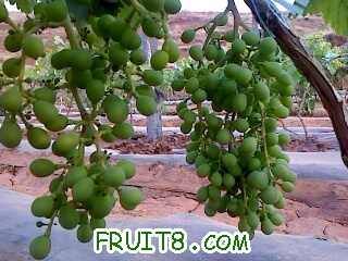 IMG1437A.jpg