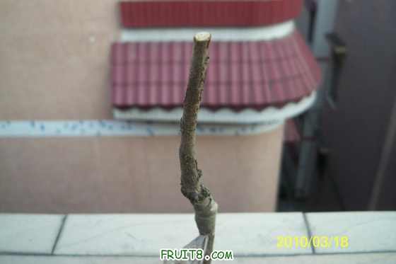 100_1898.JPG