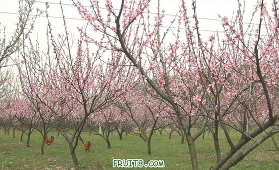 ���԰�ּ������״