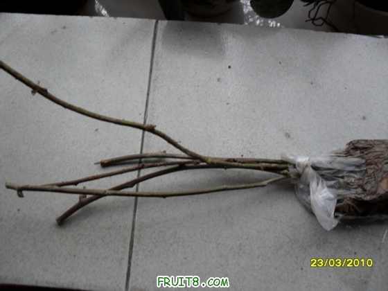 ���Ǻ�ݮ�ɣ�����