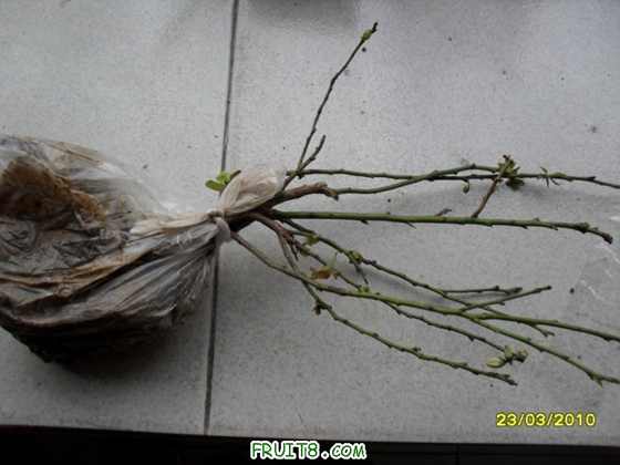 LZ����ʲôƷ�ְ���������û�б�ǩ����ô����ֻ�����ֶ���һ��֦��