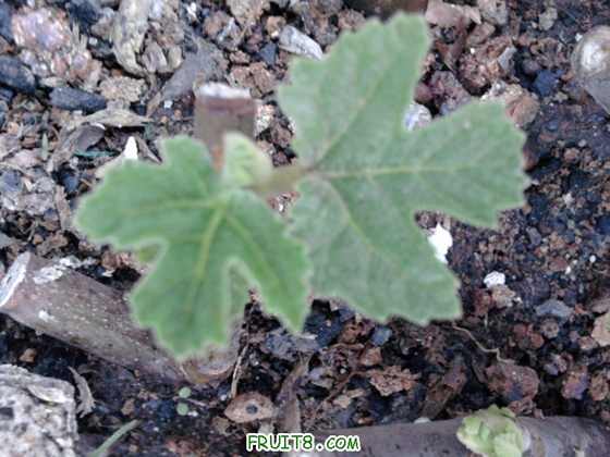 Ƭ-0034.jpg