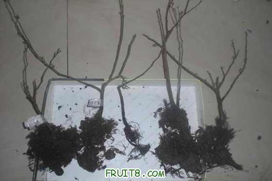 ȫ�Ҹ�����ߵĲ���֦���Ѿ���ή����������ܺã��м������ǩ�㣬�����⣩������û��Ʒ��������