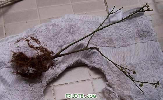 С����ϸߴ�