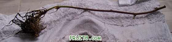 ��ݮ������ʲôƷ���أ�