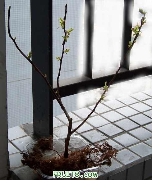 ������ϸߴ�