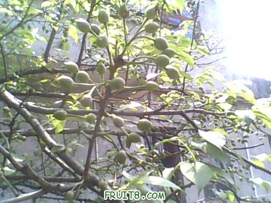 IMG0434A.jpg