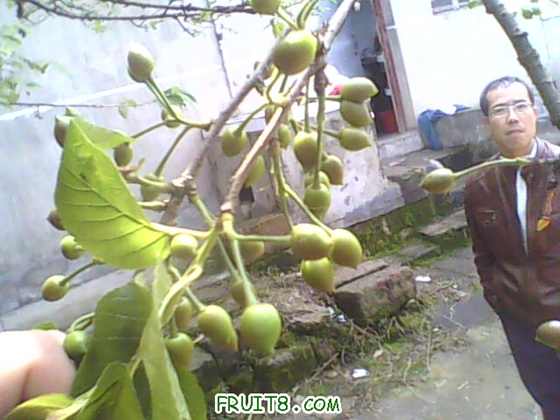 IMG0433A.jpg