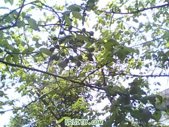 IMG0432A.jpg