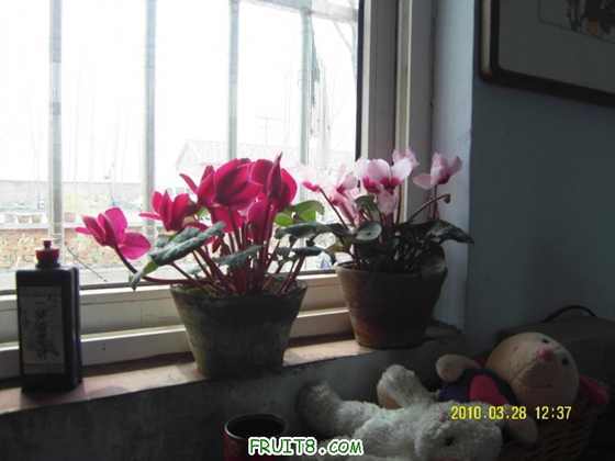 SDC10256.JPG