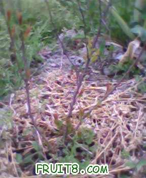 IMG0238A.jpg