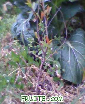 IMG0239A.jpg