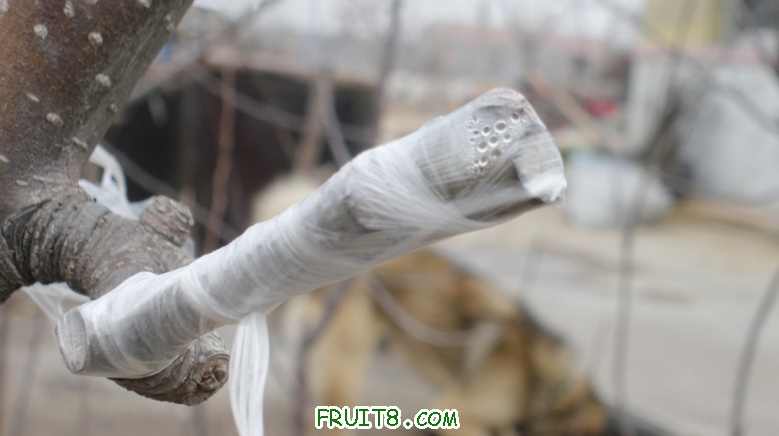 ѿ޽-5.jpg