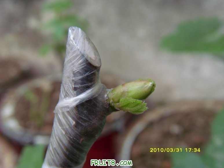 ������С SI855075.JPG