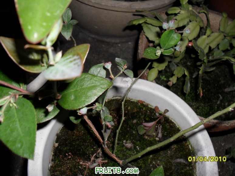 �����ȥ��ʮ�·�ʱ�����������ŵ���ݮ�磬���ǵ��ǽ��û���������