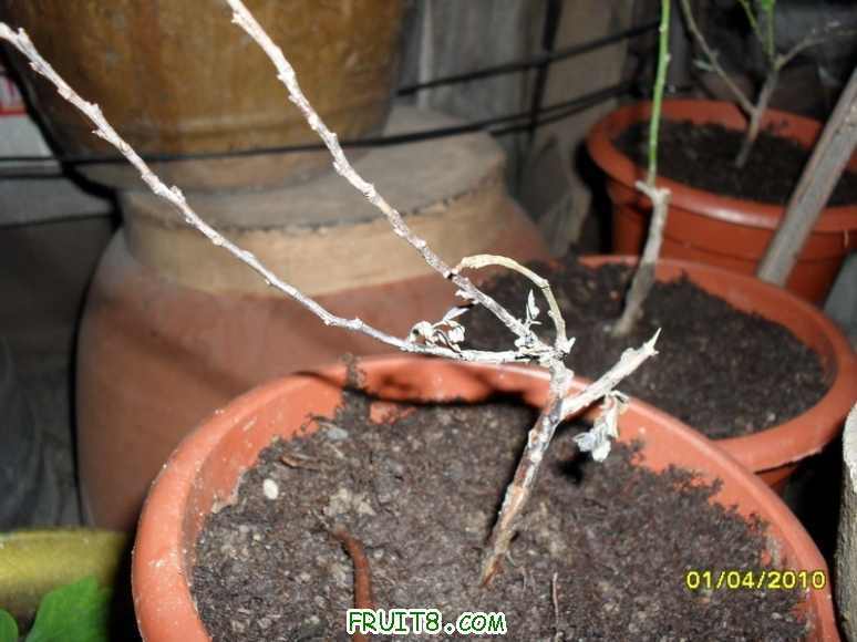 ��ò����ˣ�����LZ������һ�����Ʒ�֣�������������Ҳ��֪������ʲôƷ��