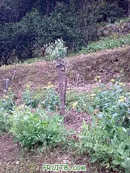 20100331_006.jpg
