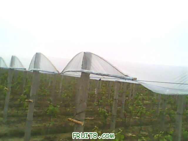 IMG0446A.jpg