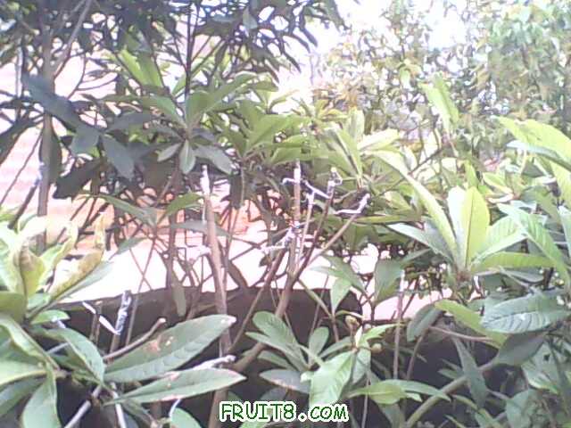 IMG0439A.jpg