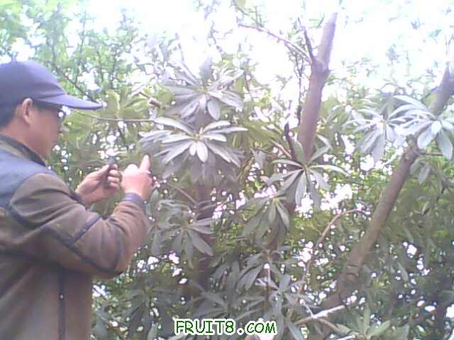IMG0436A.jpg