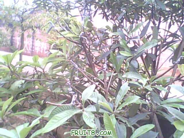 IMG0440A.jpg