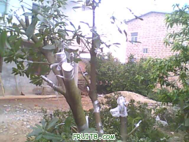 IMG0435A.jpg