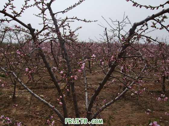 4��7�ո�Ʒ�ֿ���״ 010.jpg