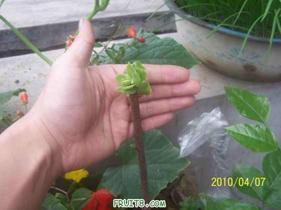 С 100_9685.JPG