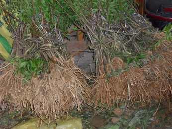 SDC10884_��С��С.JPG