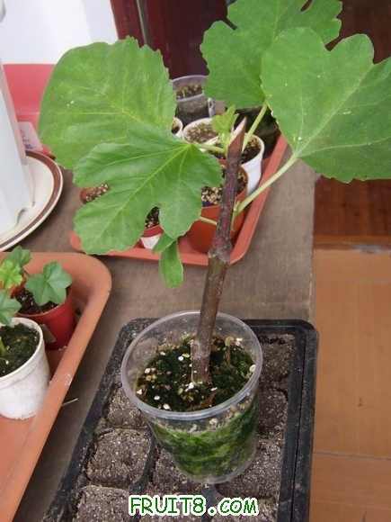 ������С 100_4993.JPG